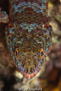 Canon 7D, 100mm Macro, Ikelite Housing. This Lizard Fish ... by Paul Duxfield 